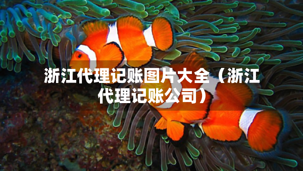 浙江代理記賬圖片大全（浙江代理記賬公司）