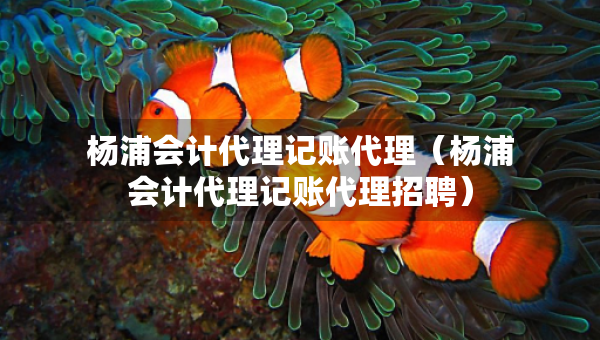 楊浦會計代理記賬代理（楊浦會計代理記賬代理招聘）