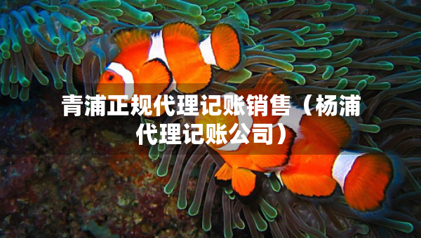 青浦正規(guī)代理記賬銷售（楊浦代理記賬公司）